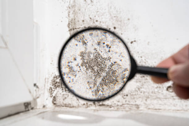  Doe Valley, KY Mold Removal Pros